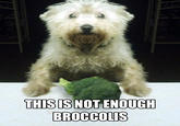 Broccoli Dog