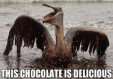 Chocolate Bird