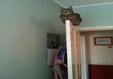 Monorail Cat