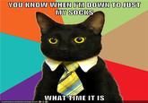 Business Cat