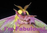 Bitch I'm Flawless