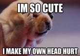 Headache Puppy
