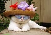 Shironeko / Basket Cat