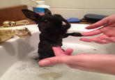 Cute Animals