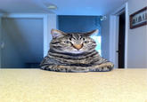 Chris Hansen Cat