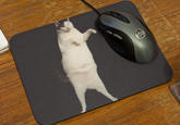 Kitty Cat Dance