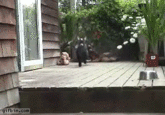 Cute Animals