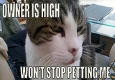 First World Problems Cat