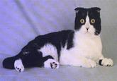 Kitler
