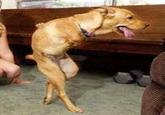 Retarded Running Horse / Two Legged Horse