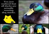 What Has Been Seen Cannot Be Unseen