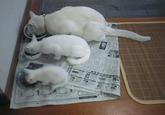Cats