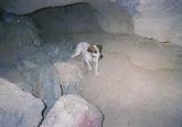 Ted the Caver