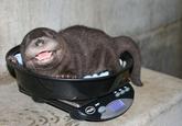 Cute Animals