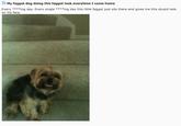 My Faggot Dog