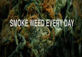 Smoke Weed Everyday
