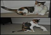LOLcats