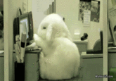 Cute Animals