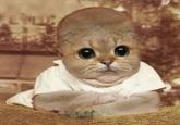 Starecat / Grafics Cat