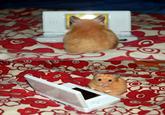 Cute Animals