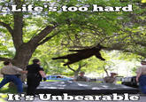 Falling Bear