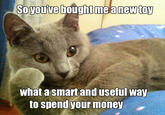 Willy Wonkat