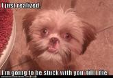 Trauma Dog