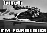 Bitch I'm Fabulous