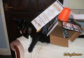 Cat Buckaroo