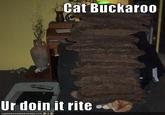 Cat Buckaroo