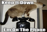 LOLcats