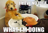 I Have No Idea What I'm Doing