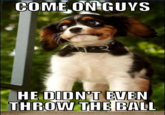 Dogs