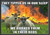 Evil Cows