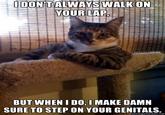 The Most Interesting Cat in the World