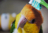 Brushie Brushie Brushie