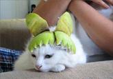 Limecat