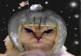 Limecat