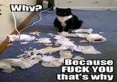 Why? Because fuck you, that's why.