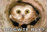 O RLY?