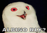 O RLY?