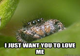 Misunderstood Spider