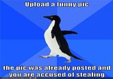Socially Awkward Penguin