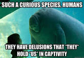 Overlord Manatee