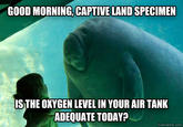 Overlord Manatee