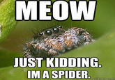 Misunderstood Spider