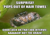 Misunderstood Spider