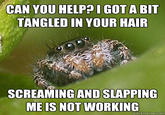 Misunderstood Spider