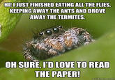 Misunderstood Spider