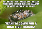 Misunderstood Spider